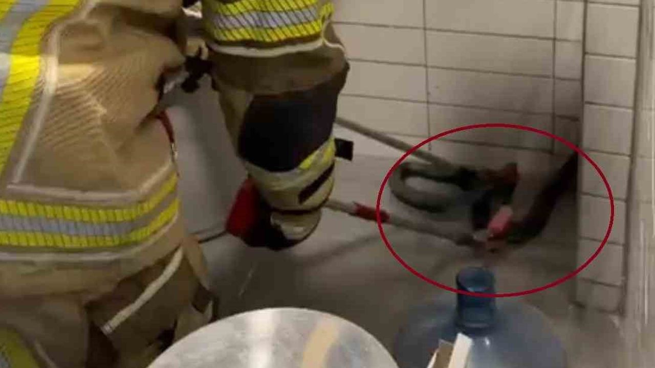 Petrol istasyonunun çay ocağına giren şaşırtıcı misafir: 2,5 metrelik yılan doğaya bırakıldı