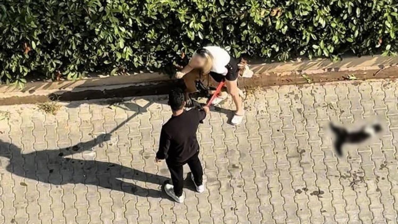 Pitbullun ağızlıksız dolaştırılması sokak kedisinin ölümüne yol açtı, sahibine 95 bin lira ceza