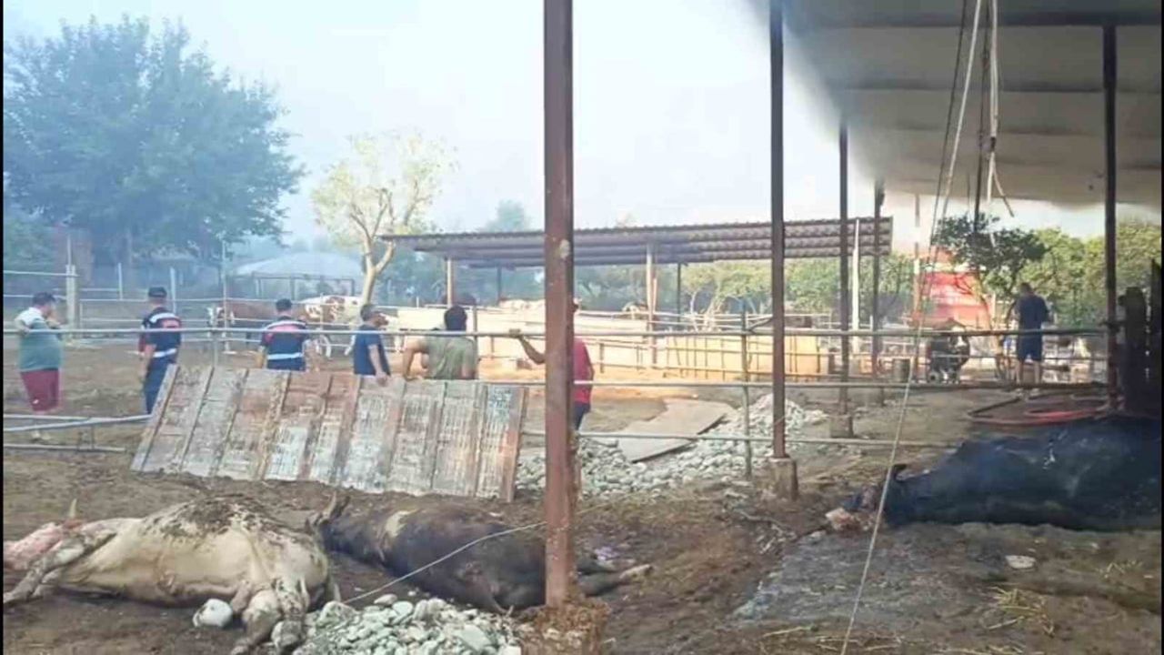 Portakallık'ta ahır yangını çiftçiye ağır hasar verdi: 4 büyükbaş telef, 1.500 balya yandı