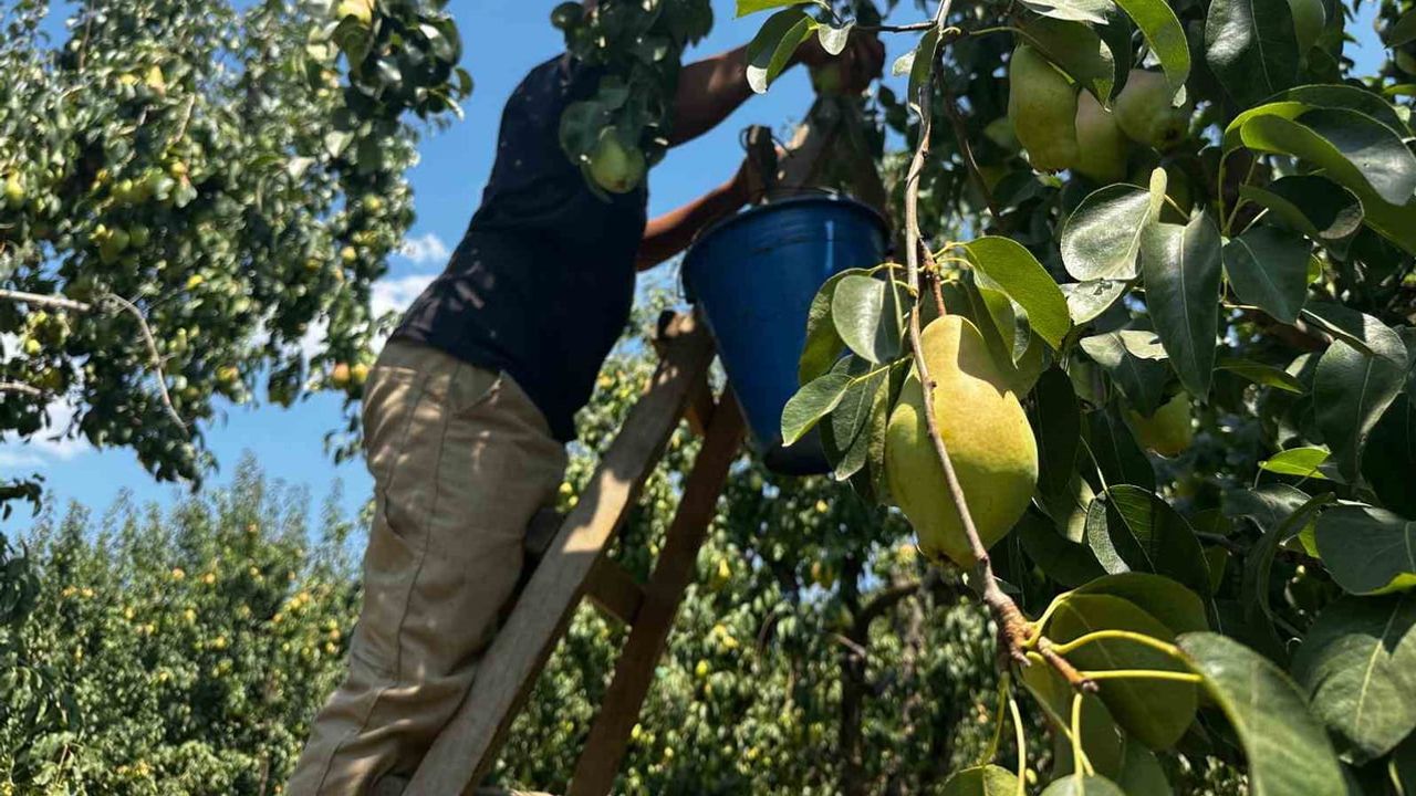 Rekor yıl gürsu'yu santa maria armudunda öne çıkarıyor