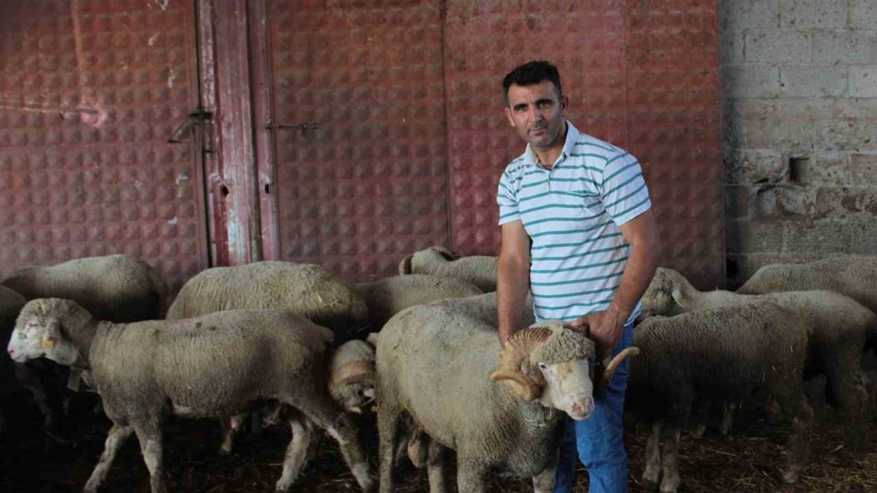 Rekortmen koç Şampiyonun sürüsünde üçüz erkek kuzu sevinci