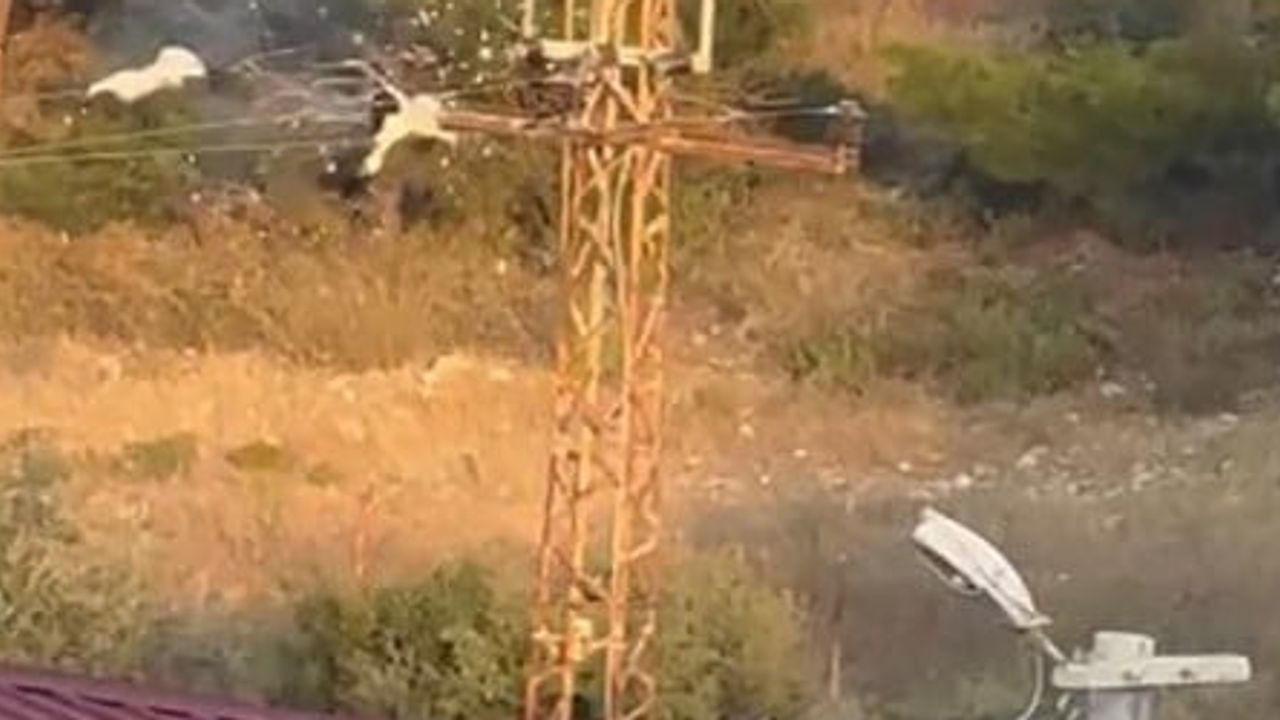 Resul köyünde direğe konan leylek kazası: üç kuş elektrik akımına kapıldı