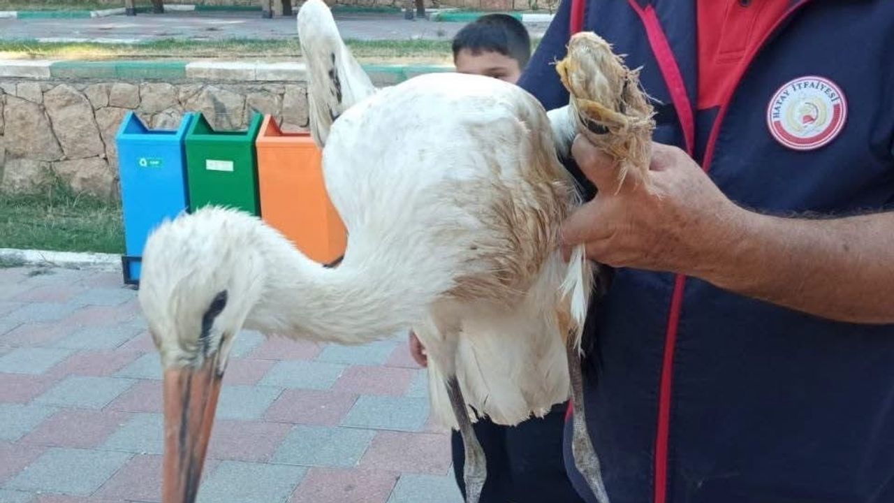 Reyhanlı'da gölde mahsur kalan yaralı leylek veterinerin yolunu tuttu