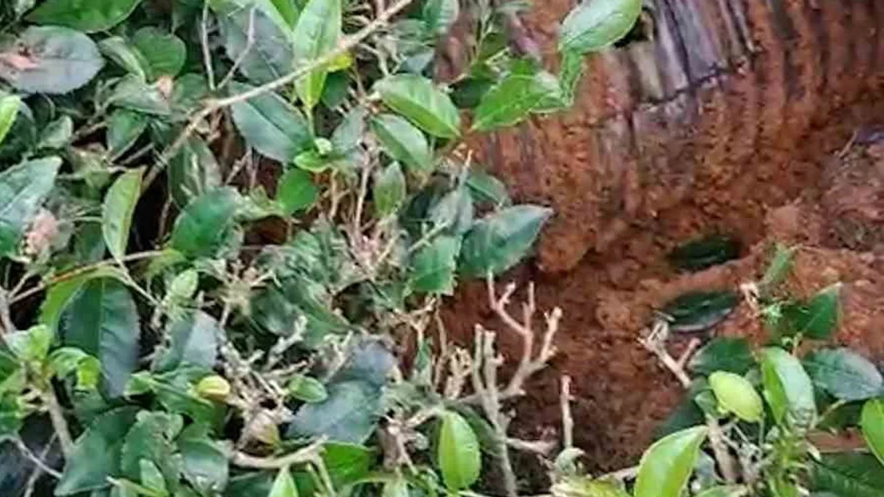 Rize'de üreticilerin azmi: dört gün sonra borudan çıkarılan kedi