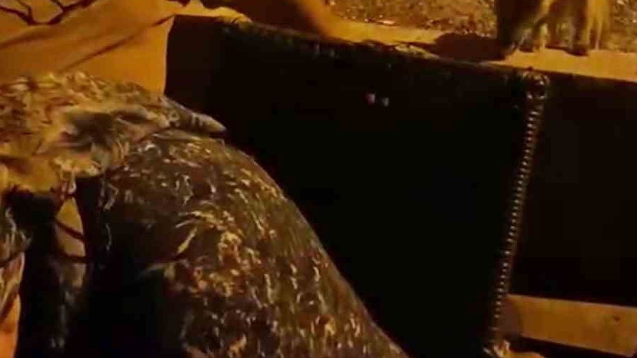 Ruşanlar'da evinin önüne gelen tilkiyle kurduğu dostluk ilgi çekti
