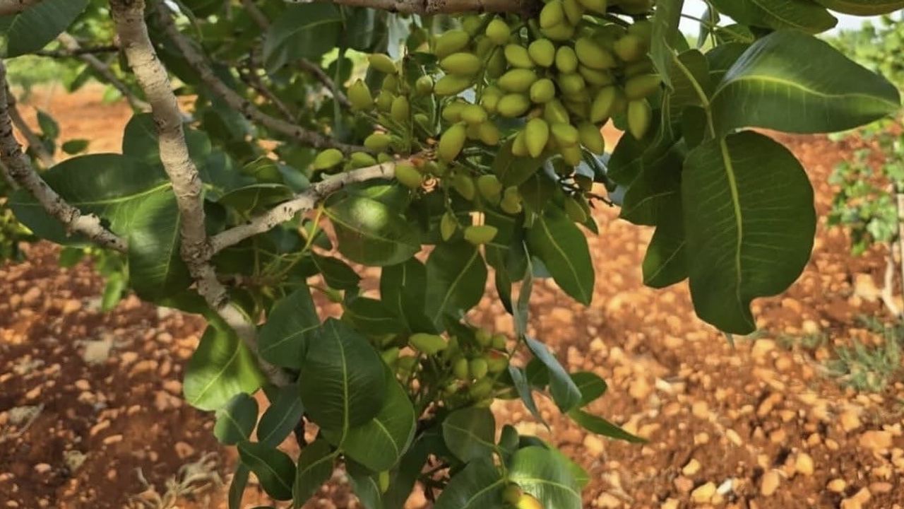 Sabır çağrısı Çermik'te: erken fıstık hasadı uyarısı