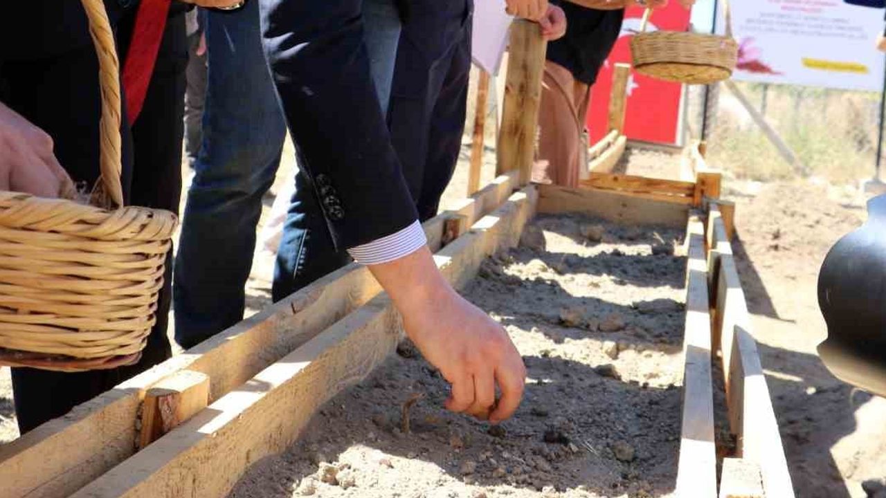 Safranbolu'da yeraltı zararlılarına karşı 7’li AR‑GE ile safran koruması