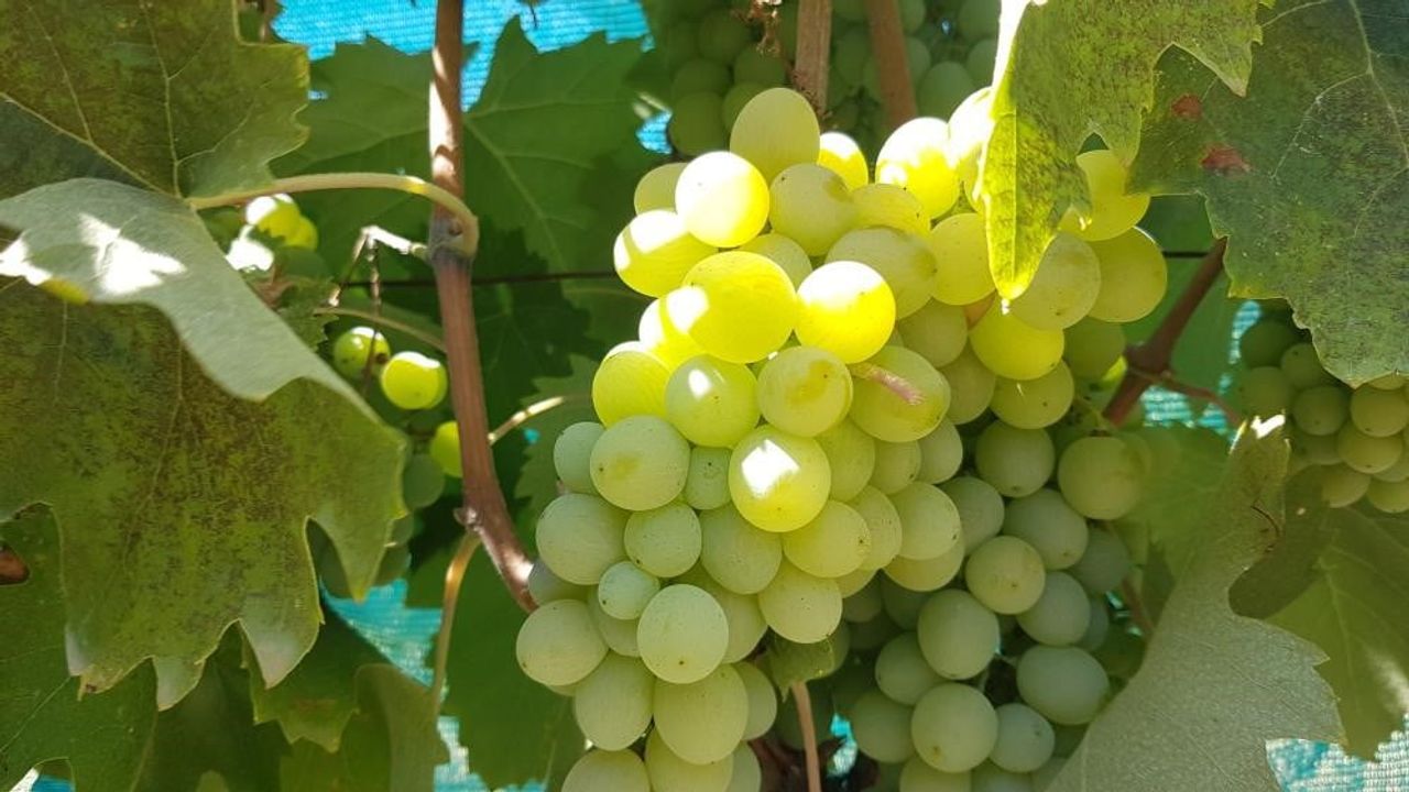 Salihli'de salkım güvesi için zamanlı ilaçlama çağrısı