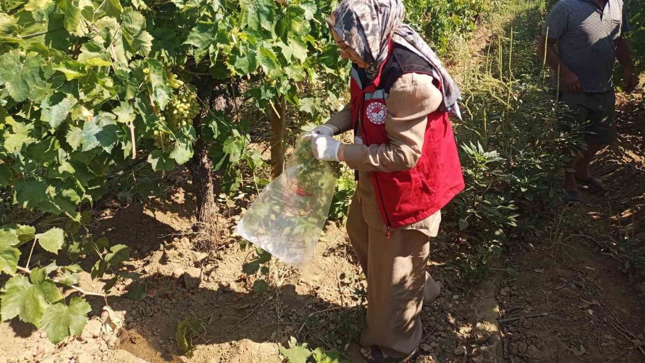 Salihli'de üzüm bağlarında hasat öncesi pestisit denetimi yoğunlaştı