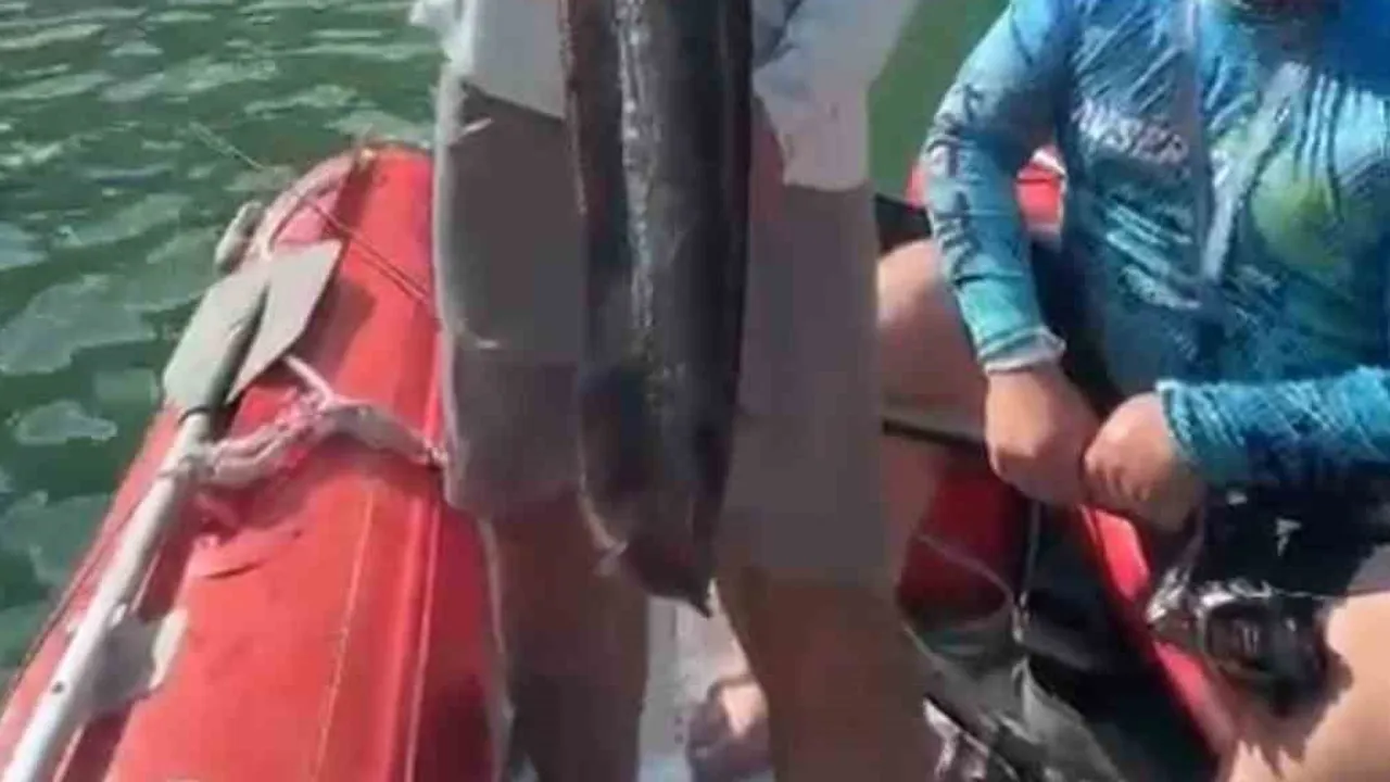 Samsun'da avcıdan örnek davranış: yakaladığı yayın balığını suya bıraktı