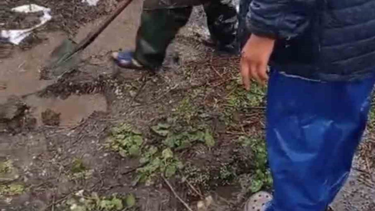 Samsun'da fındık işçilerini sağanak yağış vurdu