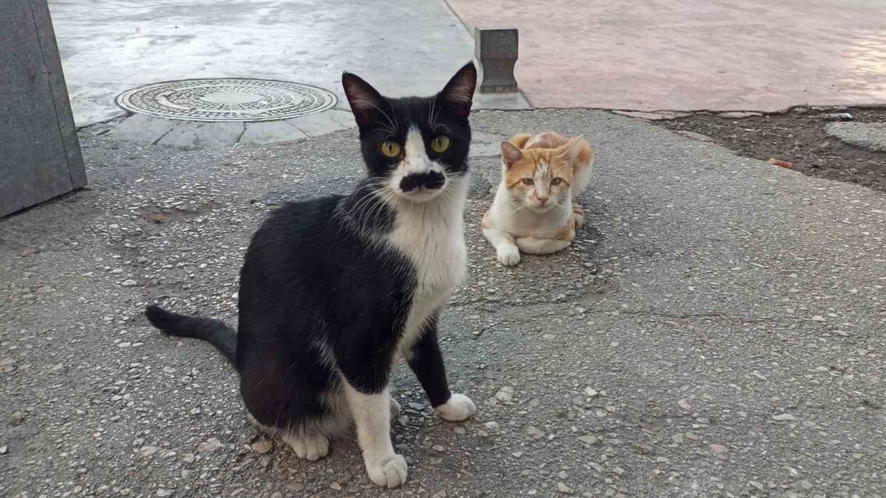 Samsun'da Saathane çevresinin palalı kedisi Pala Remzi ilgi odağı oldu