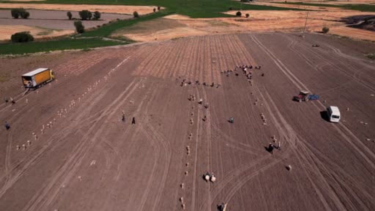 Sandıklı'da yazlık patates hasadı başladı, kalite ve dayanma süresi öne çıkıyor