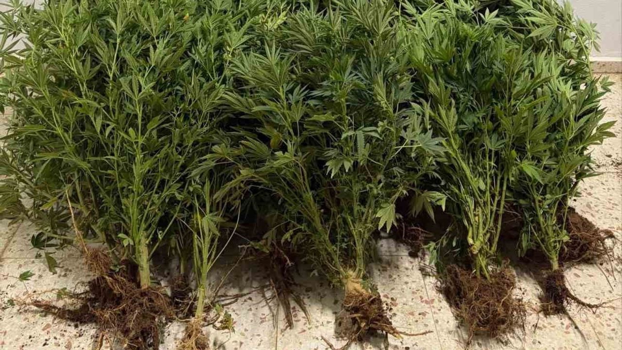 Şanlıurfa'da iki ilçede kenevir operasyonu: 2 gözaltı