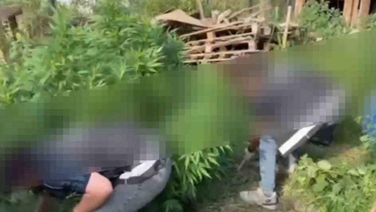 Sapanca'da operasyon: evde 9 kök hint keneviri ve 86 gram esrar ele geçirildi
