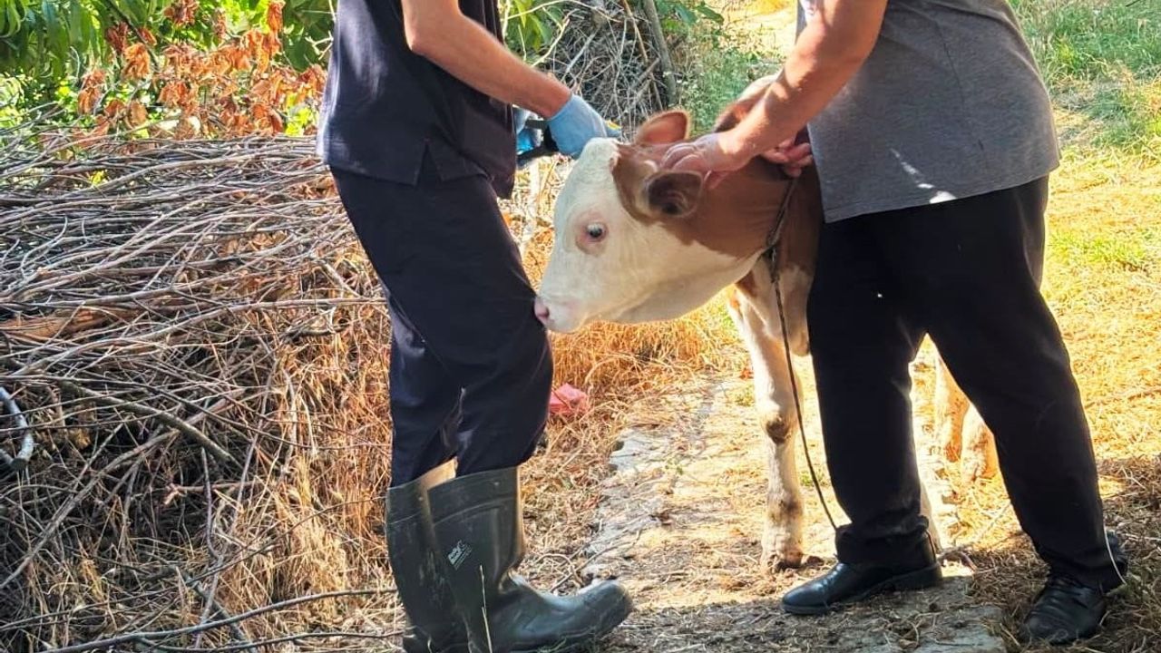 Şaphane'de büyükbaşlarda kayıt çalışmasıyla izlenebilirlik güçlendirildi