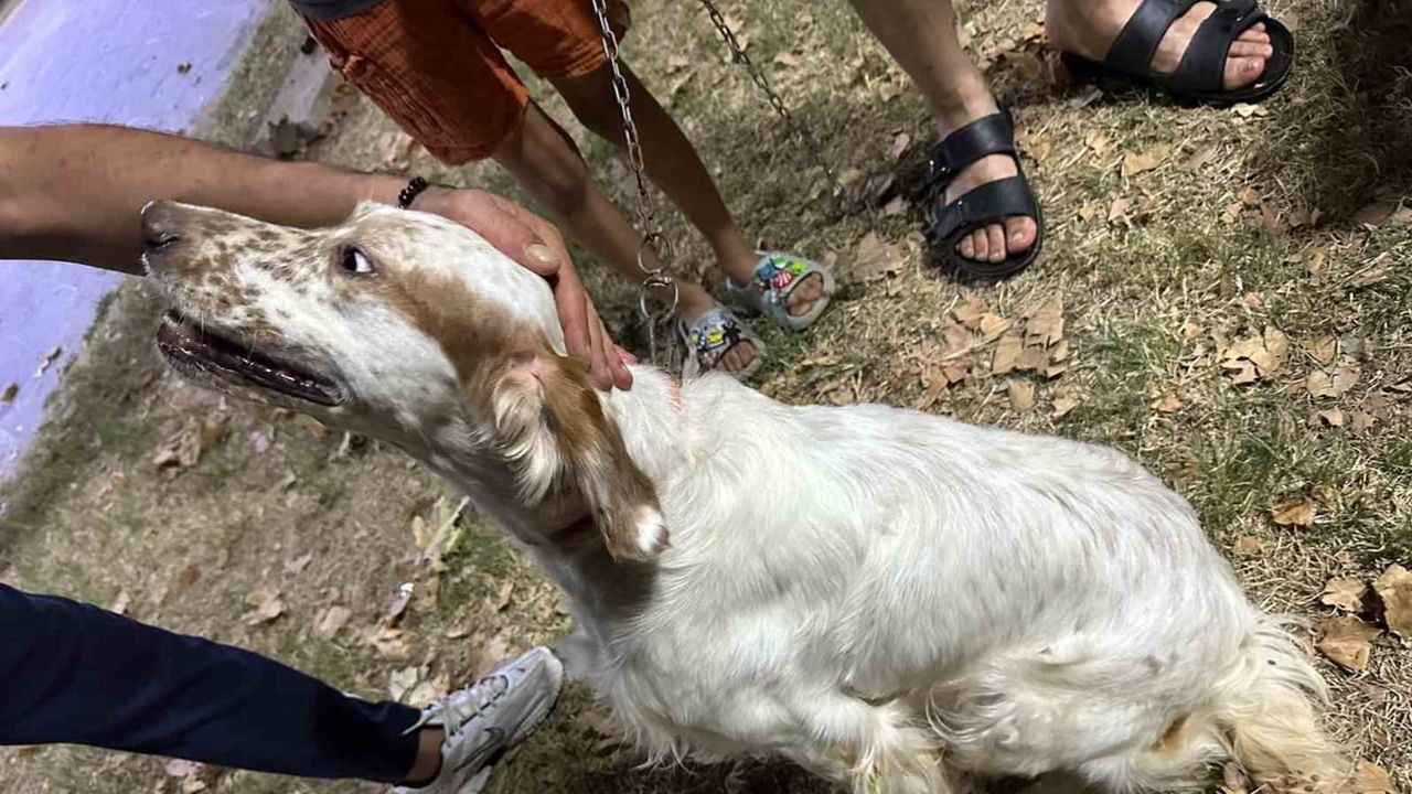 Sarıgöl'de çipli av köpeklerine yaygın kuduz aşısı kampanyası