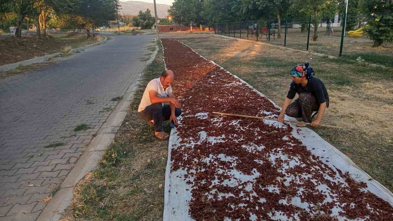 Sarıgöl'de güneş bereketi: 6 günde kuruyan üzümler çuvallandı