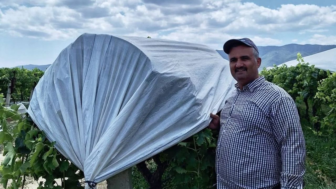 Sarıgöl ovası örtülerle beyaza büründü, bağlar gelinlik görüntüsü aldı