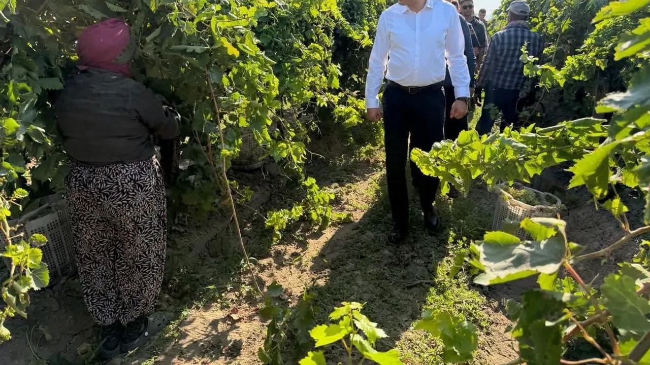 Saruhanlı bağlarında hasat ve kurutma sezonu birlikte yürütülüyor