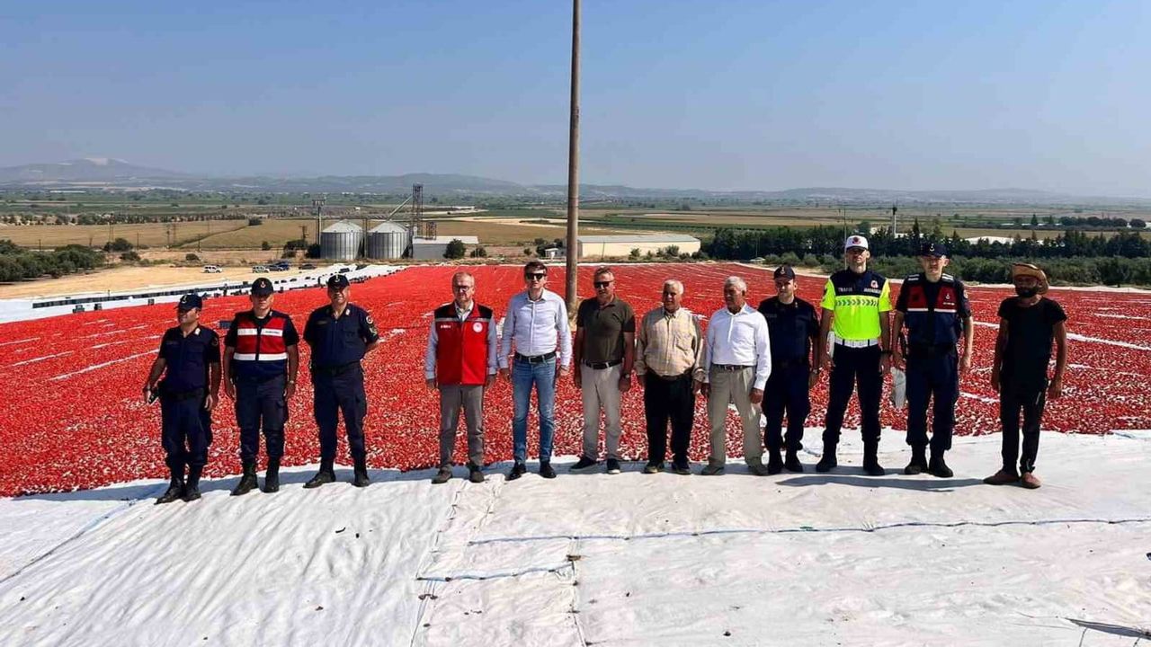 Saruhanlı'dan 1.500 ton kurutmalık domatesle ekonomik katkı sağlanıyor