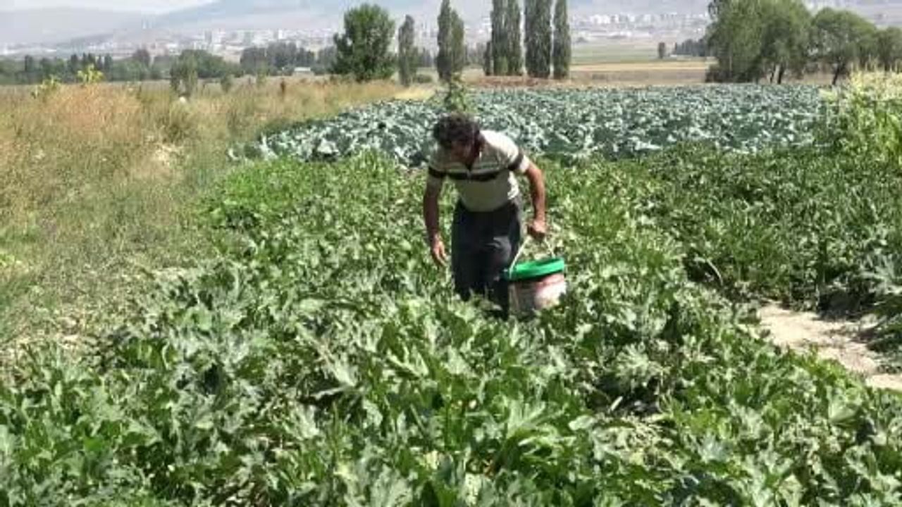 Satılmayan kabaklar çocuklara organik oyun arkadaşı oluyor