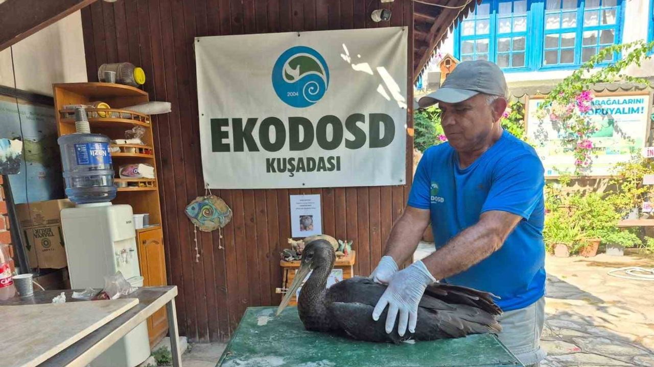sazlı azmağında yaralı karaleylek kurtarıldı