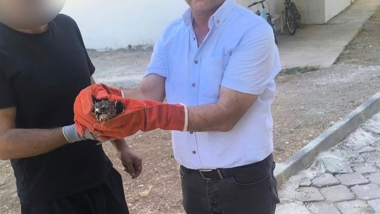 Şefkat eli: Adıyaman’da bir haftada kurtarılan yavru ve yaralı yaban hayvanları