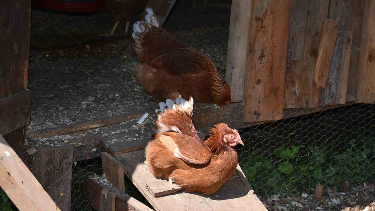 Şehir hayatını bırakıp köyde işi büyüttü: yumurtalara talep yetişmiyor