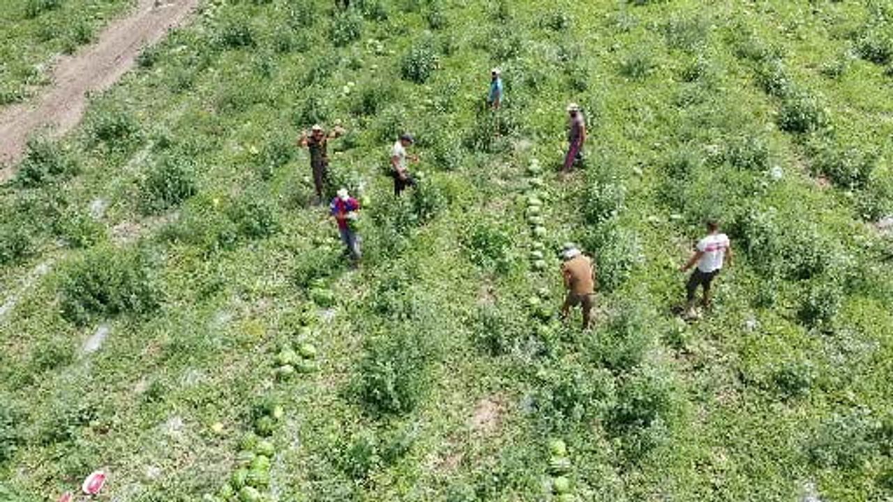 Sekili'de kavurucu sıcakta karpuz mesaisi dronla görüntülendi
