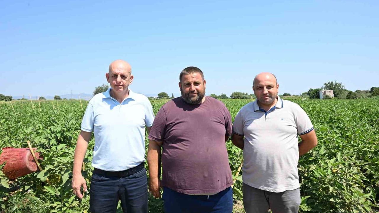 Selin vurduğu Manisa tarlasında patlıcanla yeniden hasat sevinci