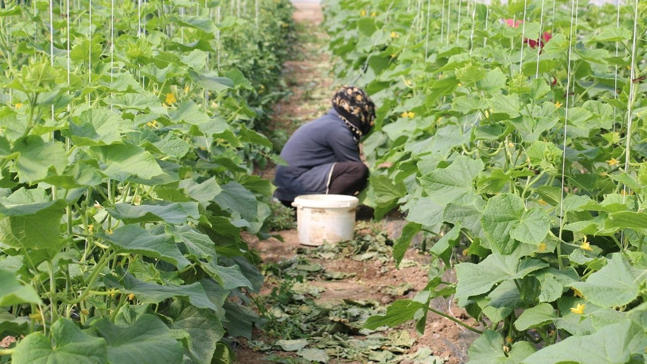 Seralarını yenileyecek üreticilere yüzde 50 hibe desteği