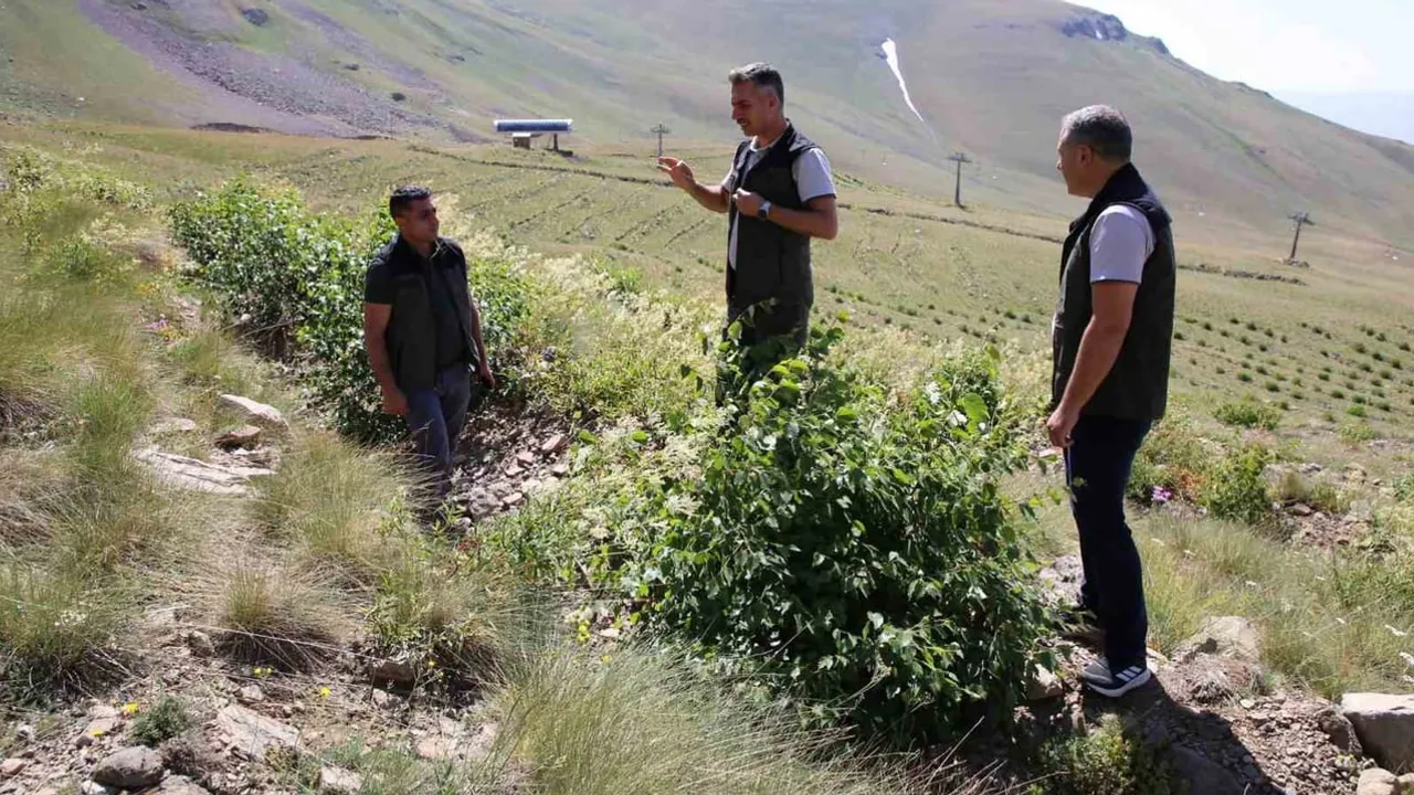 Serkan Karakurt Palandöken ve Konaklı'da ağaçlandırma çalışmalarının seyrini yerinde değerlendirdi