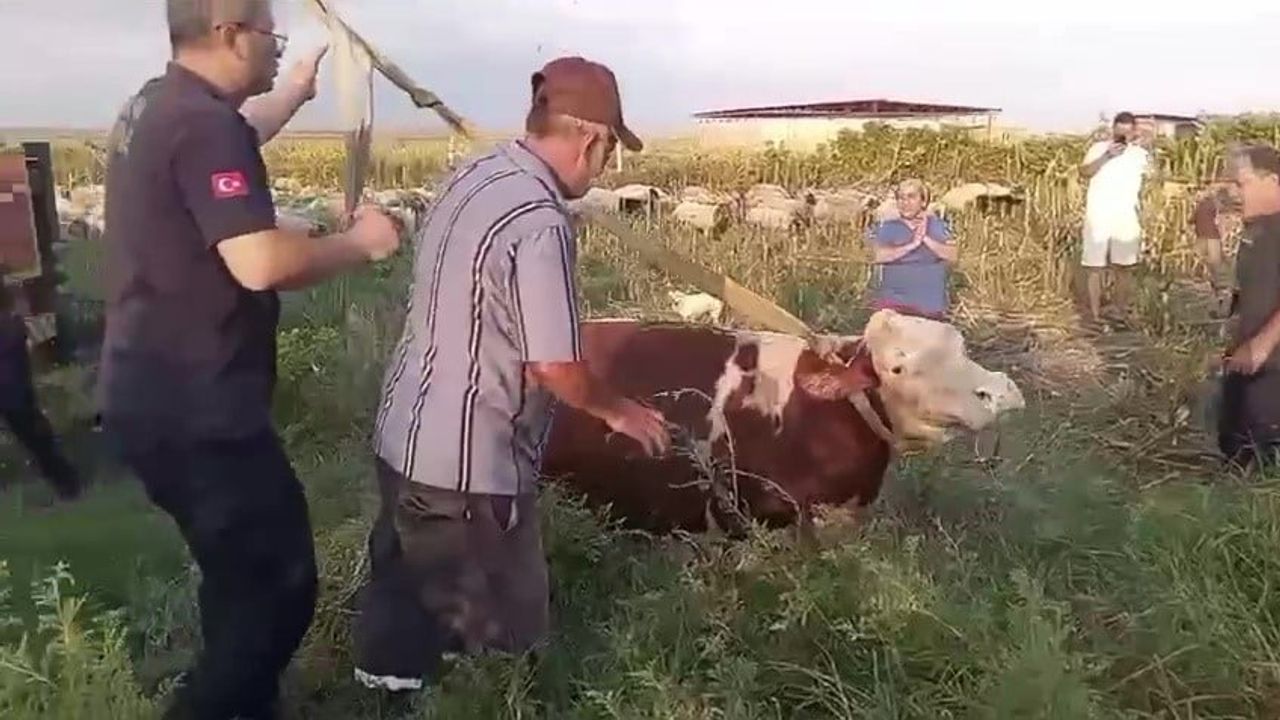 Sevimli kurtarma: Ceyhan'da kuyudan çıkarılan inek sahibine kavuştu