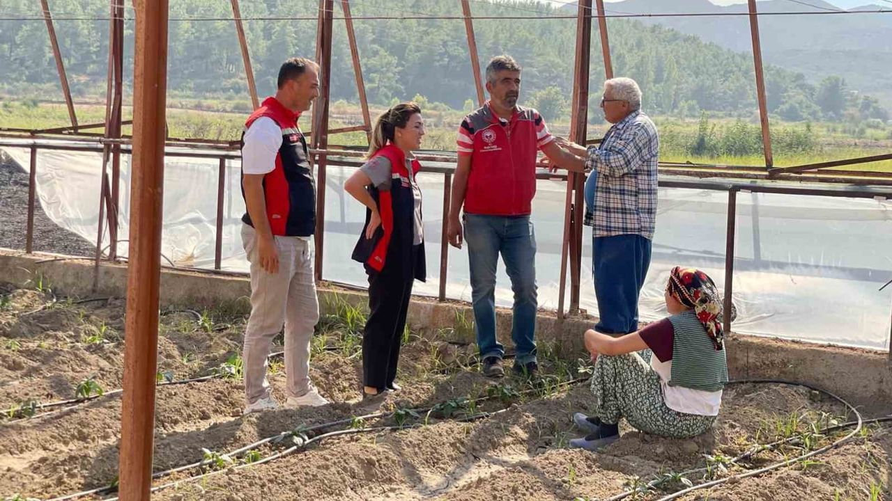 Seydikemer'de üreticiler yangının yaralarını sahada sarıyor