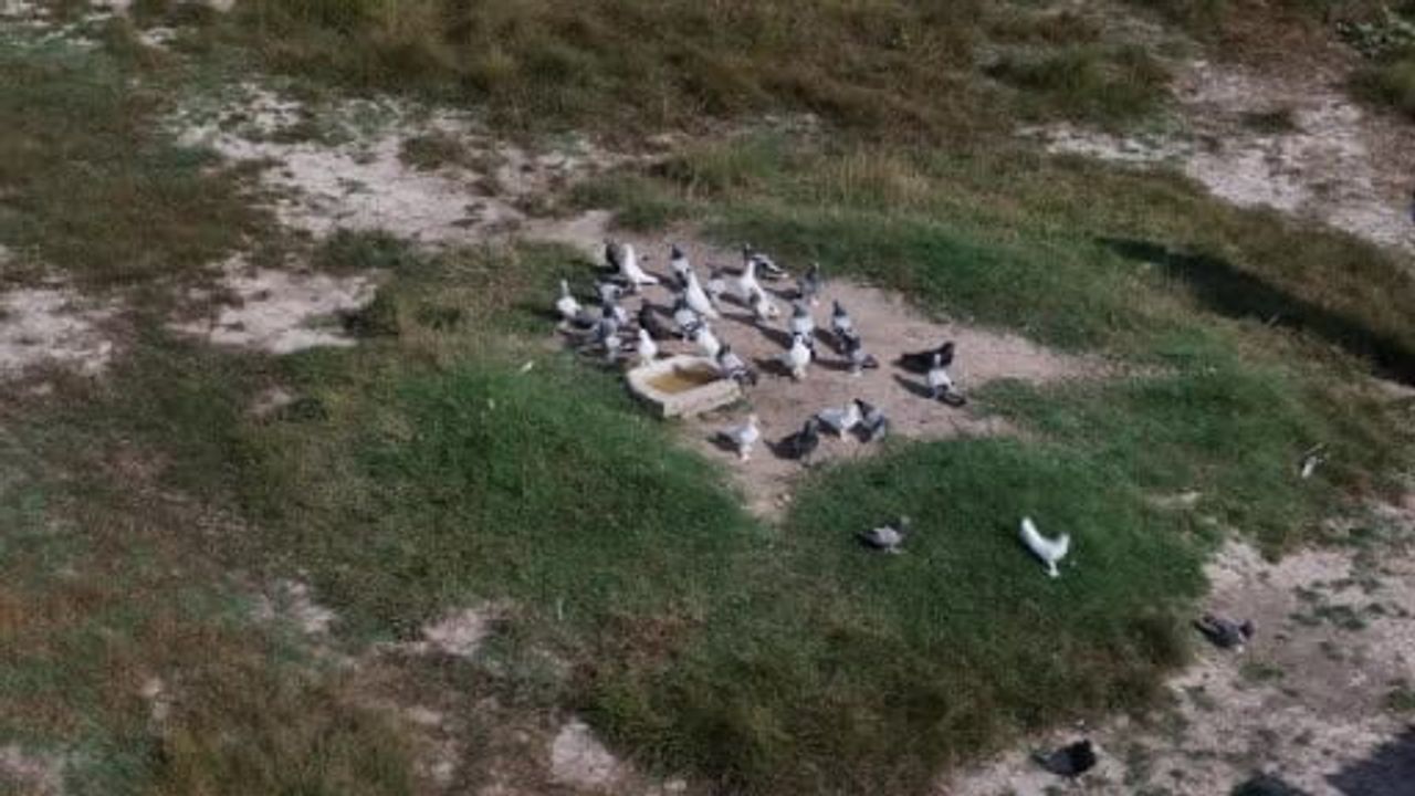 Sıcak dalgası Sivas'ın taklacı güvercinlerinde çarpıcı etkiler bıraktı