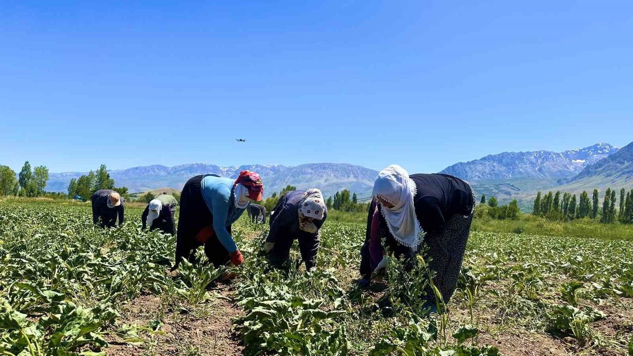 Sıcakla boğuşan pancar tarlalarında sabahın ilk ışıklarıyla mesai