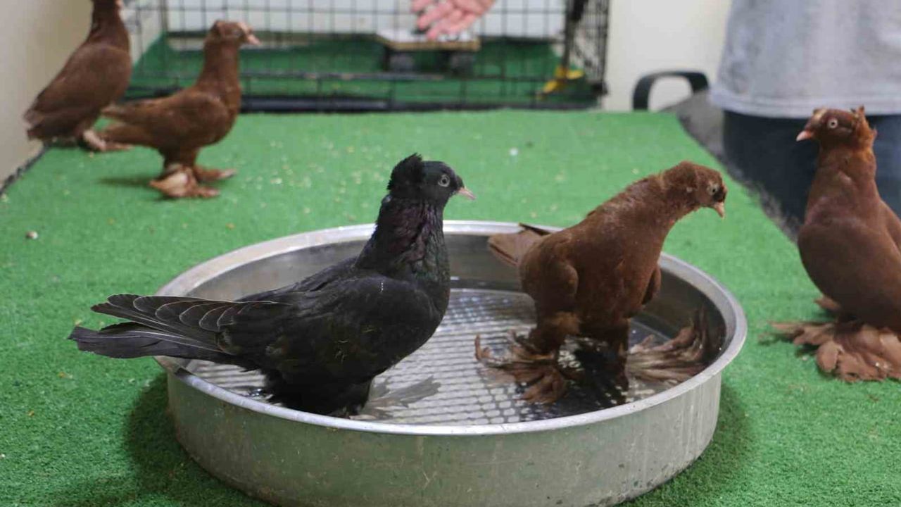 Sıcakla mücadele eden güvercin oteli: Diyarbakır'da klima ve havuzlu bakım