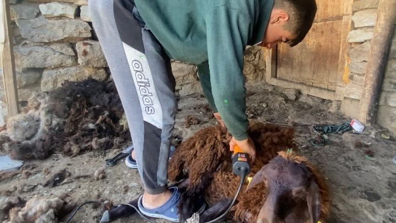Sıcakta rahat bir nefes: Patnos'ta koyunlarda kırkım dönemi