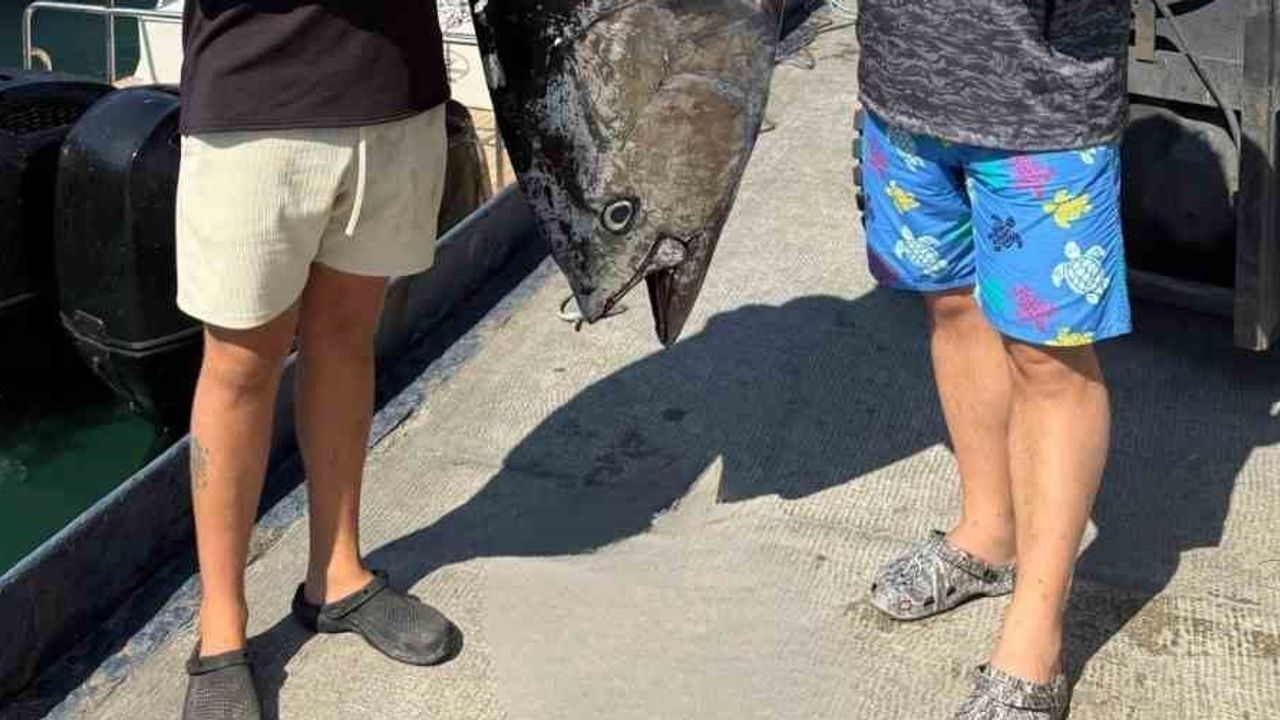 Sığacık'ta rekor boyutlu 260 kiloluk orkinosun avı