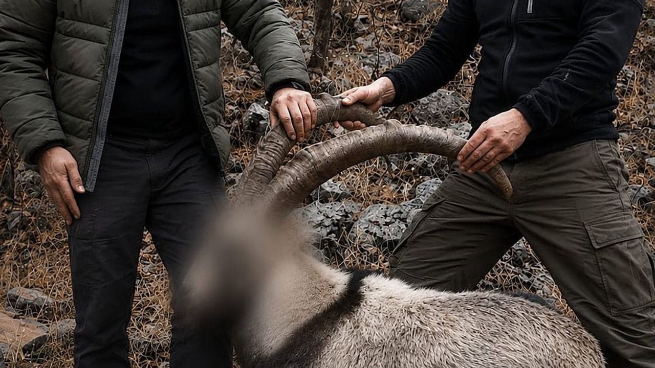 Siirt Şirvan'da 6 yıl sonra netice: yaban keçilerini avlayanlara idari para cezası
