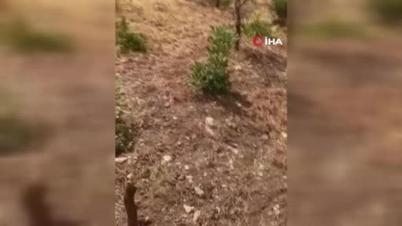 Siirt'te 20 yıllık fıstık bahçeleri yaban domuzları nedeniyle zarar görüyor