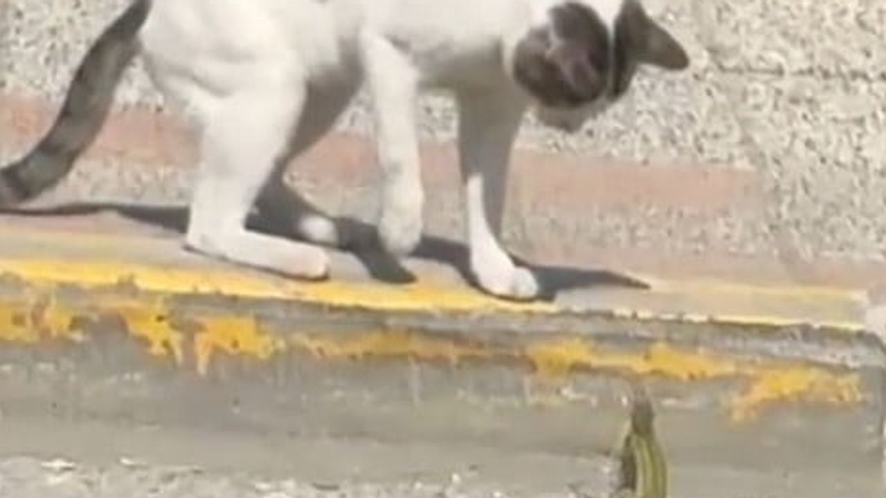 Silivri'de sokakta beklenmedik anlar: kedi ve kertenkele kısa süreli karşılaşma yaşadı