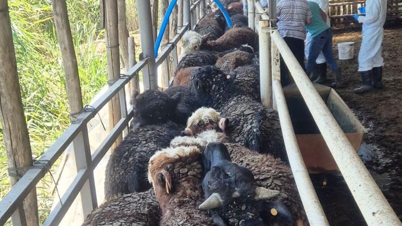 Simav'da Uruguay menşeli besilik sığırların kapsamlı sağlık taraması