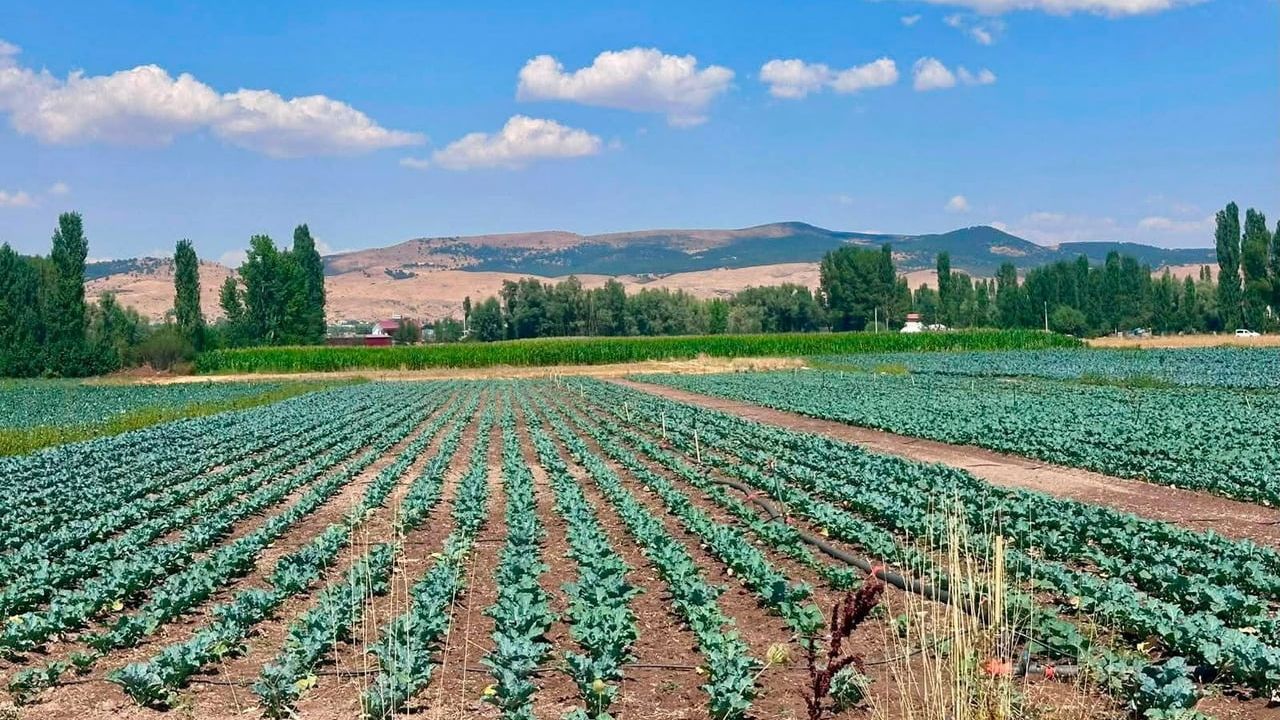 Sinanpaşa'da brokoli tarlalarında saha denetimleri ve üretici bilgilendirmesi