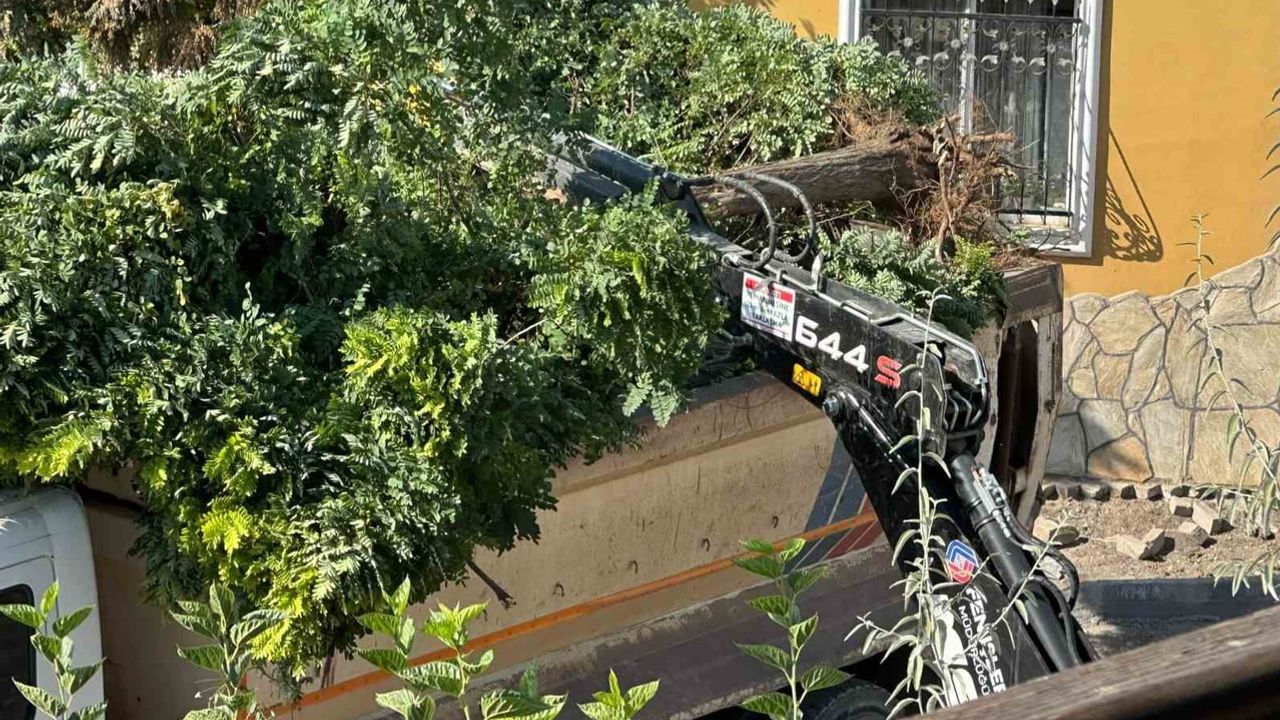 Sındırgı'da yol çalışması sırasında akasya ağaçlarının sökülmesi tartışma yarattı