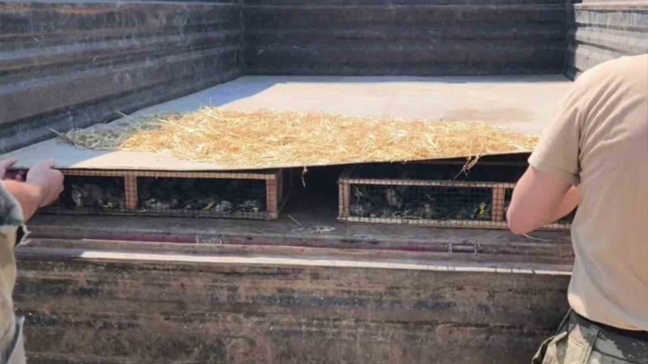 Sınırda gizli bölmeden 2 bin 114 saka kuşu çıktı: idari ceza uygulandı
