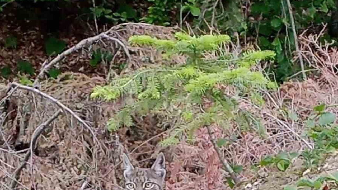 Sinop ormanlarında görüntülenen 'ormanı hayaleti' vaşak
