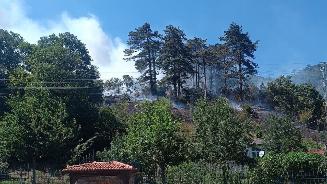 Sinop'ta çöplerin yakılması orman yangınına dönüştü, bir kişi tutuklandı
