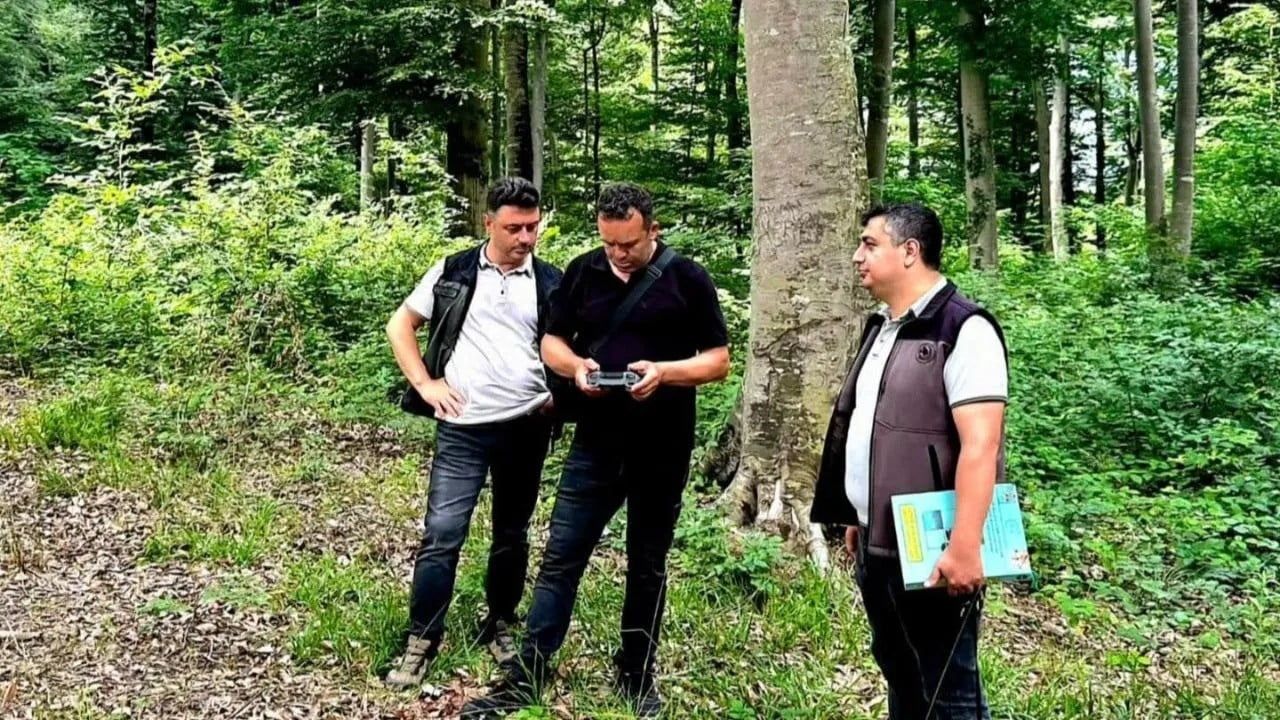 Sinop'ta kayın ormanlarına doğal tohumla yeniden hayat veriliyor